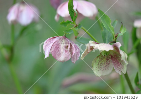 Winter lady 101943629