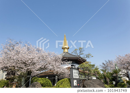 Tennoji, Osaka / Sakamatsuyama Kogakuin Isshinji Memorial Hall (Photographed on April 1, 2023) Tennoji, Osaka / Sakamatsuyama Kogakuin Isshinji Memorial Hall (Photographed on April 1, 2023) 101943749