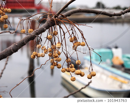 仙丹的果實 101943763