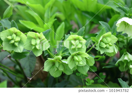 Winter lady 101943782