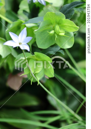 冬天的女士 冬天的女士 101943784