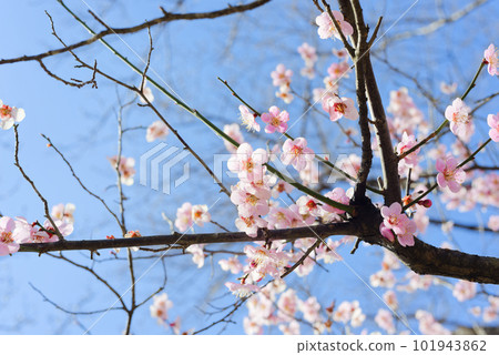 Pink plum blossoms Pink plum blossoms 101943862
