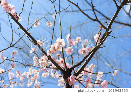 Pink plum blossoms 101943863