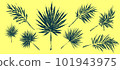 Palm tree leaves. Textured ink brush drawing 101943975