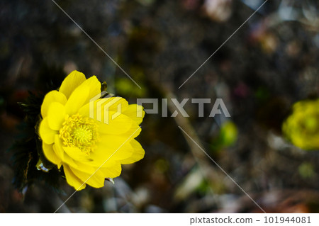 Fukuge's flower 101944081