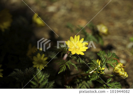 Fukuge's flower 101944082