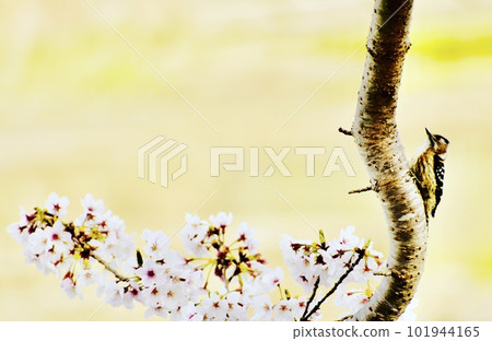 A wild bird that flew to a cherry blossom tree on the riverbank A wild bird that flew to a cherry blossom tree on the riverbank 101944165