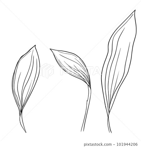 Collection set of lily of the valley flower and leaves drawing illustration. for pattern, logo, template, banner, posters, invitation and greeting card design. Vector 101944206