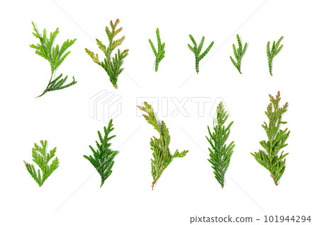 Cypress Twigs Isolated, Cupressus Leaf, Arborvitae Twig, Thuya Sprig, Thuja Leaves on White Background Cypress Twigs Isolated, Cupressus Leaf, Arborvitae Twig, Thuya Sprig, Thuja Leaves on White Background 101944294