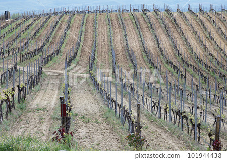Smooth rows of vines extending into the distance towards the horizon in sunny weather. 101944438