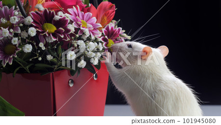 Domestic white rat sniffs flowers 101945080