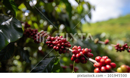 Coffee tree with red coffee beans on coffee plantation. Generative AI 101945500