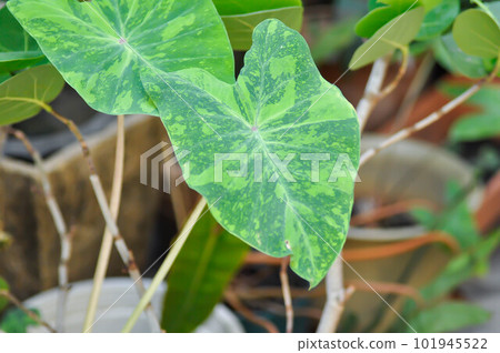Colocasia esculenta midori sour, Colocasia  or midori sour or Colocasia plant 101945522