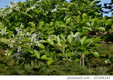 Flower of Hinatsubotago Flower of Hinatsubotago 101946147