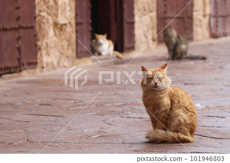 Cat on the roadside Cat on the roadside 101946803