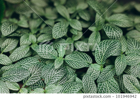 Top view of Fittonia albivenis. Closeup green pattern leaves. Leaf texture, nature background. 101946942