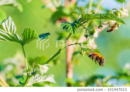Bumblebee is in flight and the bee is on the flower. Insects pollinating raspberry flowers Bumblebee is in flight and the bee is on the flower. Insects pollinating raspberry flowers 101947013
