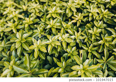 Japanese pachysandra or Pachysandra terminalis. Beautiful nature Green plant background. Japanese pachysandra or Pachysandra terminalis. Beautiful nature Green plant background. 101947015