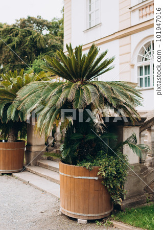 Cycas revoluta, also known as king sago palm, in wooden flower pot. castle garden terrace Cycas revoluta, also known as king sago palm, in wooden flower pot. castle garden terrace 101947016