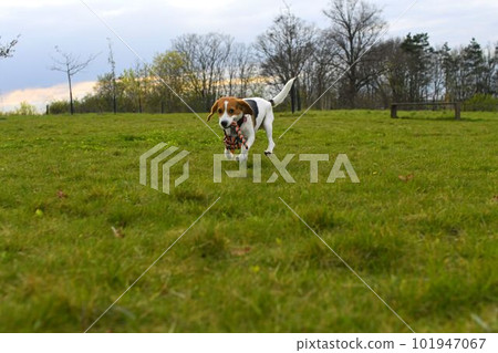 Playful dog with a toy in the meadow. Beagle with dog toy. Active dog with tug of war toy. Playful dog with a toy in the meadow. Beagle with dog toy. Active dog with tug of war toy. 101947067