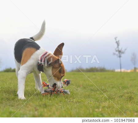 Playful dog on a walk. Cute beagle puppy with dog toy rope. Dog running in the meadow. Playful puppy with dog toy. Playful dog on a walk. Cute beagle puppy with dog toy rope. Dog running in the meadow. Playful puppy with dog toy. 101947068
