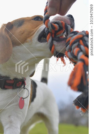 A beagle with a dog toy in its mouth. Dog and owner playing tug of war with a rope toy. Playful dog and its tug rope toy. A beagle with a dog toy in its mouth. Dog and owner playing tug of war with a rope toy. Playful dog and its tug rope toy. 101947069