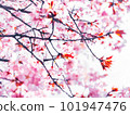 Cherry blossom branch in spring, close up bokeh 101947476