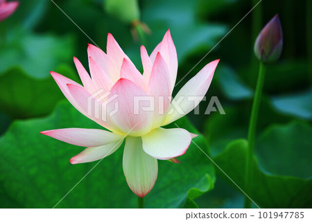 unleashed load flower, lotus flower, rose flower 101947785