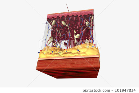 Closed comedones (whiteheads) are a type of acne characterized by small pink bumps with white, pus-filled centers. 101947834