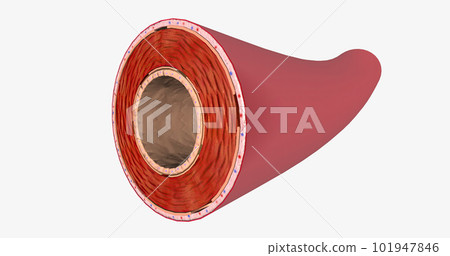 Arteries carry nutrient rich, oxygenated blood to organs and tissues. Arteries carry nutrient rich, oxygenated blood to organs and tissues. 101947846