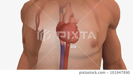 Arteries carry nutrients and oxygen from the heart to the rest of your body. Arteries carry nutrients and oxygen from the heart to the rest of your body. 101947890