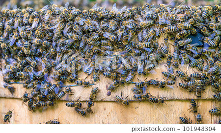 Swarming bees. A swarm of bees flew out of a hive in an apiary 101948304