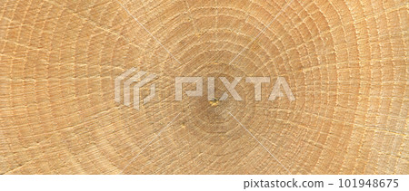 Oak wood log, can be used as background, wood grain texture Oak wood log, can be used as background, wood grain texture 101948675