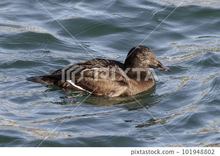 White-winged Scoter bird White-winged Scoter bird 101948802