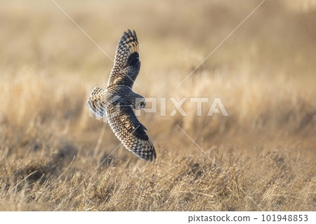 Short eared owl 101948853