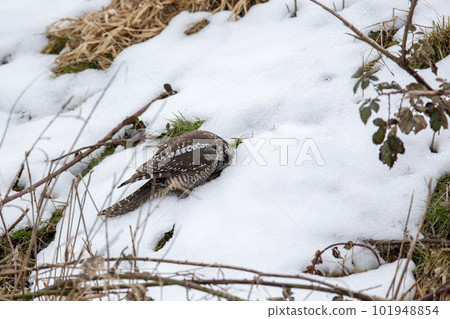 Northern Hawk Owl Northern Hawk Owl 101948854