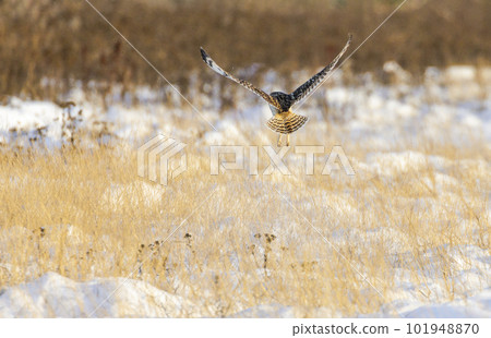 short eared owl short eared owl 101948870