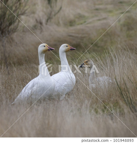 White Snow goose White Snow goose 101948893