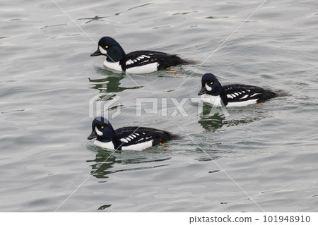 barrows goldeneye duck barrows goldeneye duck 101948910