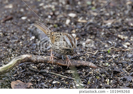 Lincoln's Sparrow bird 101949268