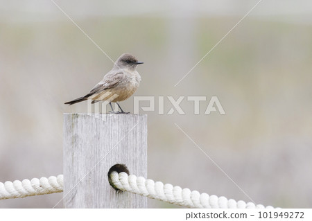 Say's Phoebe bird Say's Phoebe bird 101949272