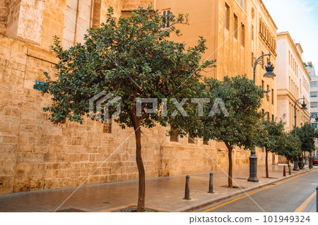Orange tree with many fruits in the front yard of the residential building. Oranges grow on a tree branch. Valencia, Spain. Orange tree with many fruits in the front yard of the residential building. Oranges grow on a tree branch. Valencia, Spain. 101949324