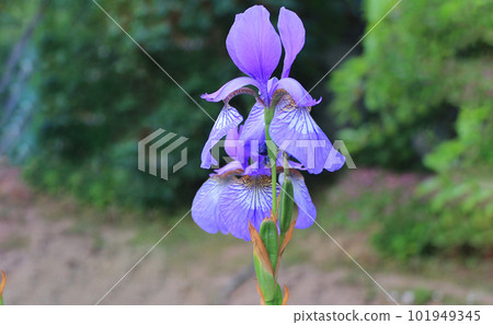 Purple Japanese iris flower in summer garden 101949345