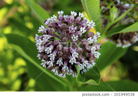 Flower of the plant asclepias syriaca of the apocynaceae family. 101949536