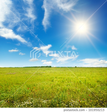 Bright dawn over field of beautiful flowers in grass Bright dawn over field of beautiful flowers in grass 101950213