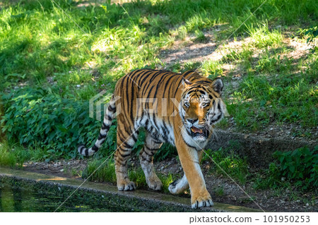 The Siberian tiger,Panthera tigris altaica in a park The Siberian tiger,Panthera tigris altaica in a park 101950253