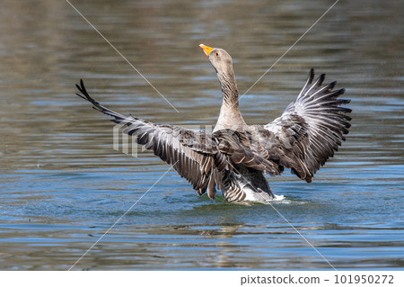 The greylag goose spreading its wings on water. Anser anser is a species of large goose The greylag goose spreading its wings on water. Anser anser is a species of large goose 101950272