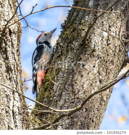 Middle Spotted Woodpecker - Leiopicus medius, beautiful rare woodpecker from European forests Middle Spotted Woodpecker - Leiopicus medius, beautiful rare woodpecker from European forests 101950274