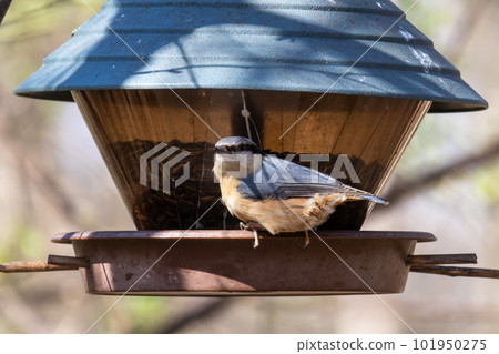 Eurasian nuthatch or wood nuthatch bird, Sitta europaea perched on a branch, foraging in a forest. Eurasian nuthatch or wood nuthatch bird, Sitta europaea perched on a branch, foraging in a forest. 101950275