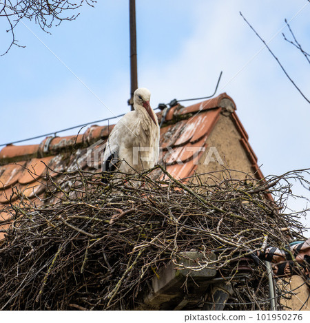 White Stork, Ciconia ciconia on the nest in Oettingen, Swabia, Bavaria, Germany, Europe 101950276